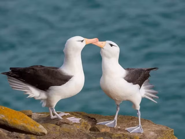 Chim hải âu. Những loài chim di cư này sống chung một vợ một chồng. Chúng có thể bay trong nhiều năm mà không cần hạ cánh, nhưng khi hạ cánh, chúng luôn phải ở cùng nhau. Cứ vài năm chúng lại quay trở lại quần đảo Galapagos để giao phối. Khi bạn tình gặp nhau, chúng thực hiện một điệu nhảy giao phối kéo dài 20 phút trước khi kết hợp với nhau. Khi chúng có một con nhỏ, nó được bố mẹ cho ăn trong một năm trước khi lên đường đi khắp thế giới.