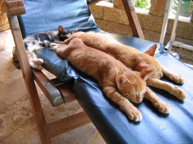 12 su that kho tin khien ban nhan ra minh biet qua it ve the gioi-Hinh-4