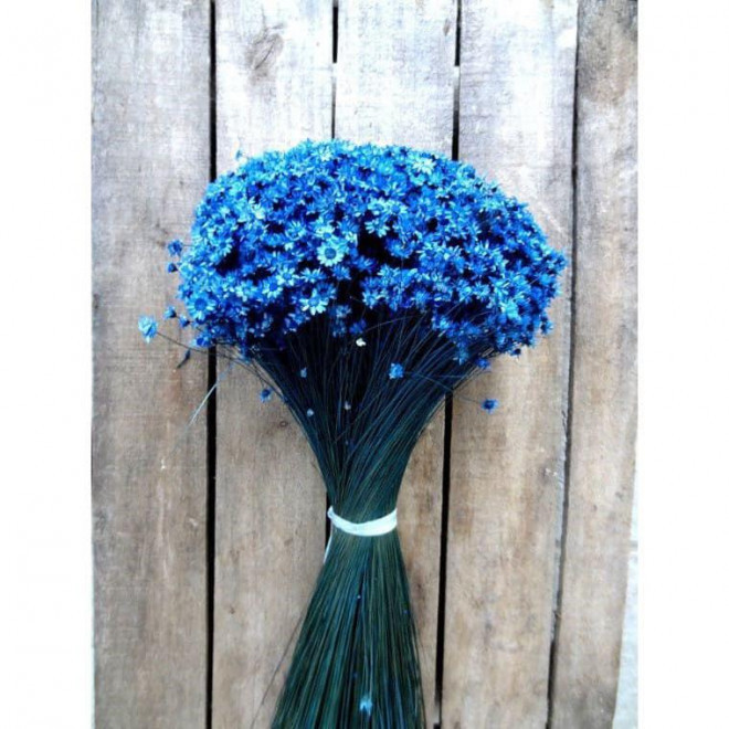 Tuyet nhiet doi ben 10 nam la loai hoa gi ma duoc chi em “san lung” may tuan nay?-Hinh-3