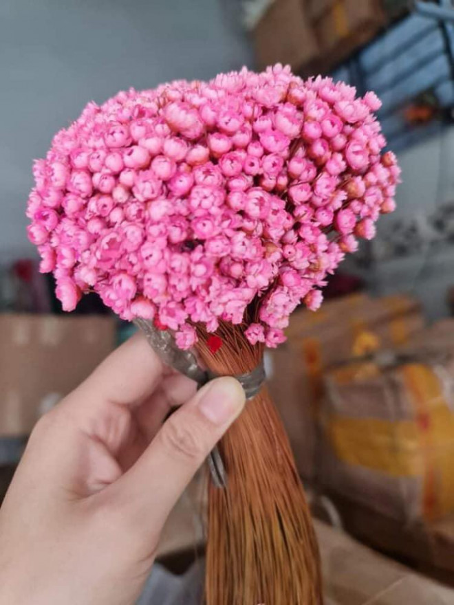 Tuyet nhiet doi ben 10 nam la loai hoa gi ma duoc chi em “san lung” may tuan nay?-Hinh-6