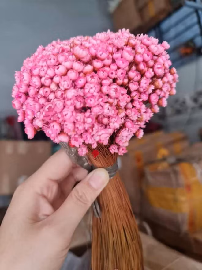 Tuyet nhiet doi ben 10 nam la loai hoa gi ma duoc chi em “san lung” may tuan nay?-Hinh-6