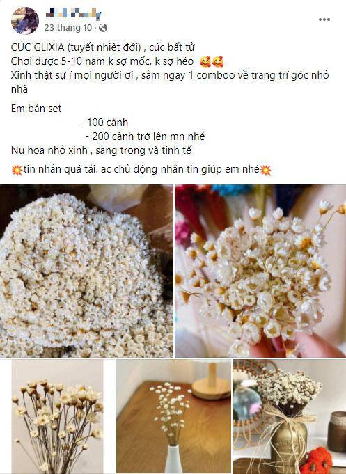 Tuyet nhiet doi ben 10 nam la loai hoa gi ma duoc chi em “san lung” may tuan nay?