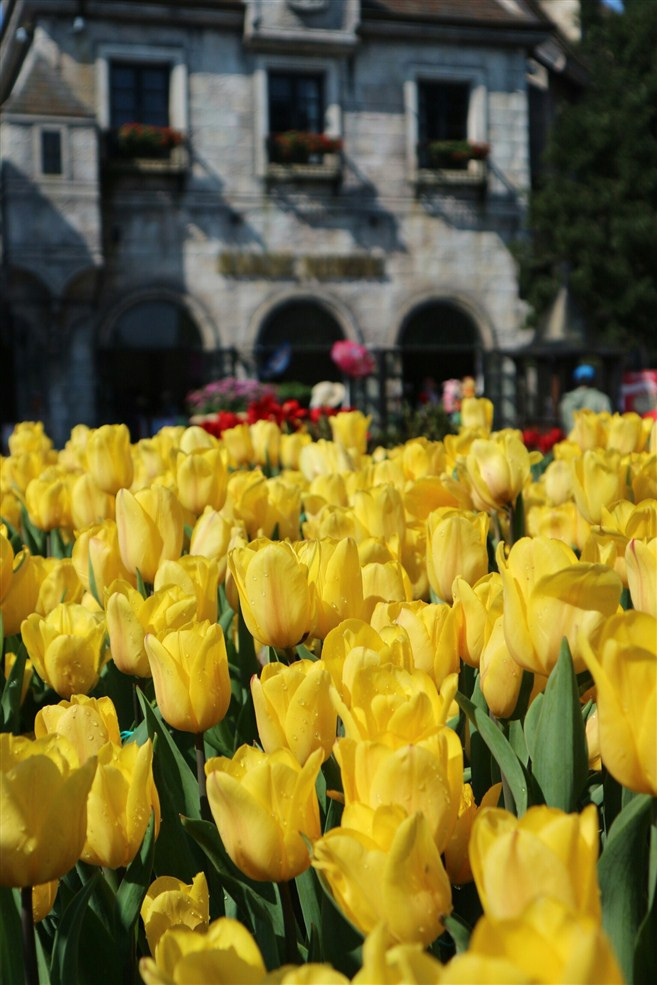 Hon trieu bong tulip bien Ba Na thanh “xu so Ha Lan”