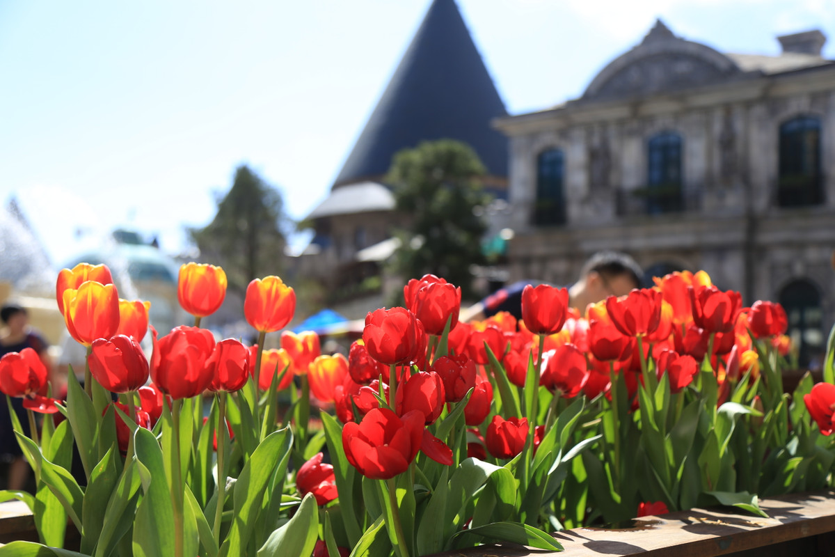 Hon trieu bong tulip bien Ba Na thanh “xu so Ha Lan”-Hinh-6