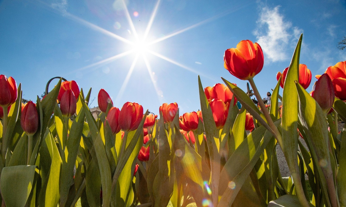 Mê mải giữa “đồi” tulip ngạt ngào hương sắc tại Bà Nà - Hình 8 Me mai giua “doi” tulip ngat ngao huong sac tai Ba Na-Hinh-8