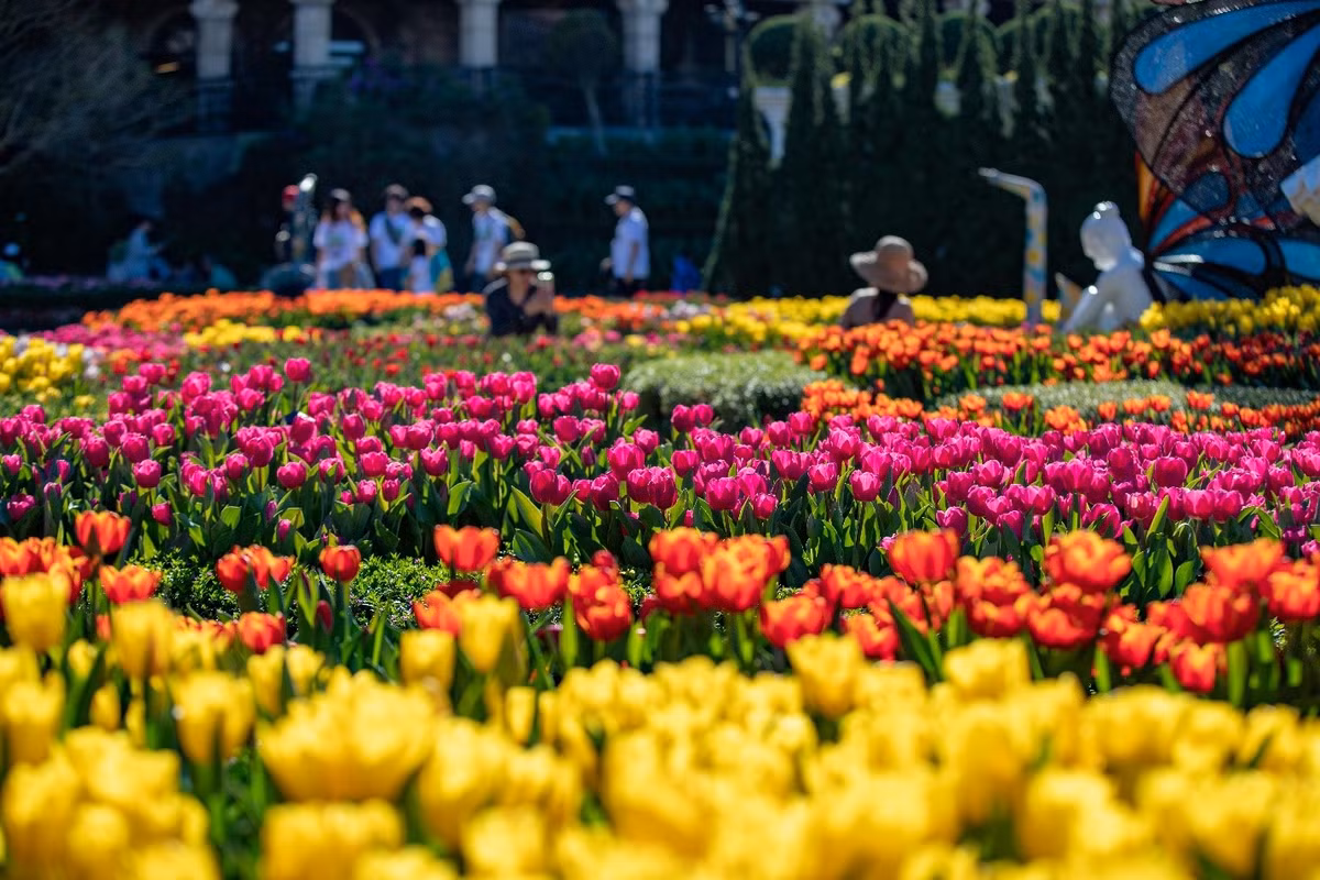 Me mai giua “doi” tulip ngat ngao huong sac tai Ba Na-Hinh-7