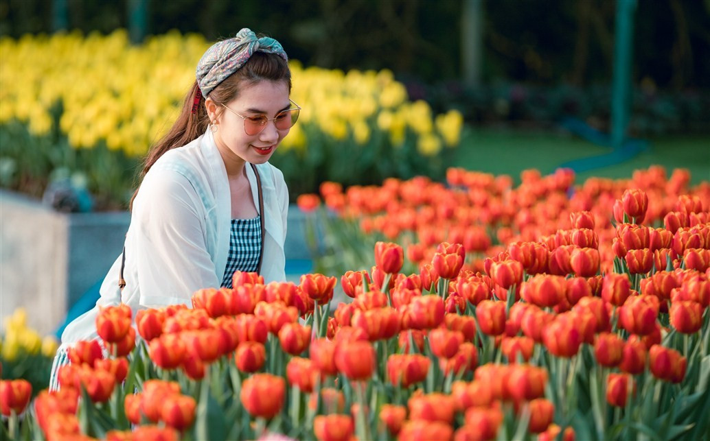 Mê mải giữa “đồi” tulip ngạt ngào hương sắc tại Bà Nà - Hình 5 Me mai giua “doi” tulip ngat ngao huong sac tai Ba Na-Hinh-5