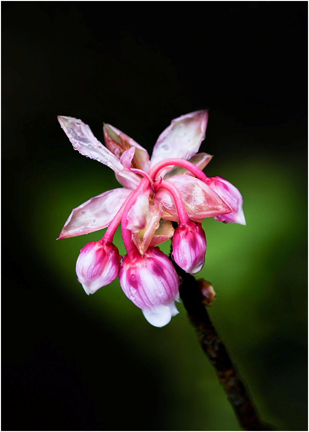 Dao chuong no ro, Ba Na don xuan som-Hinh-5