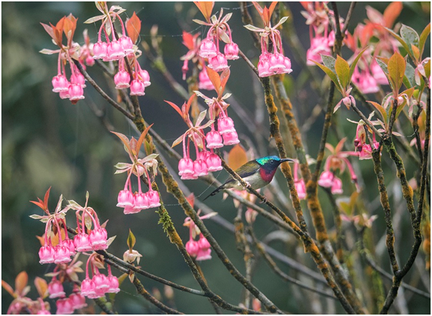 Dao chuong no ro, Ba Na don xuan som-Hinh-3