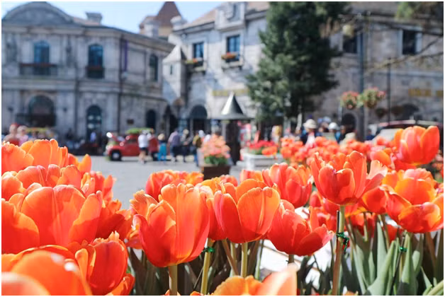 Dao chuong no ro, Ba Na don xuan som-Hinh-11