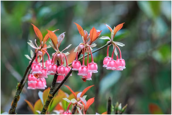 Dao chuong no ro, Ba Na don xuan som-Hinh-4