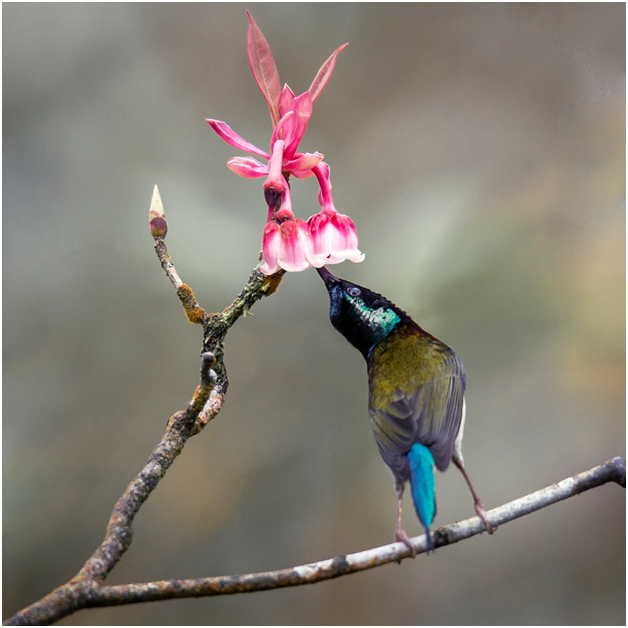 Dao chuong no ro, Ba Na don xuan som-Hinh-9