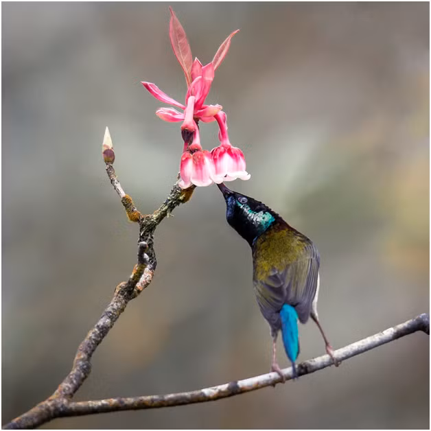 Dao chuong no ro, Ba Na don xuan som-Hinh-9