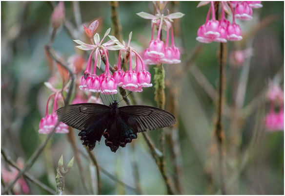 Dao chuong no ro, Ba Na don xuan som-Hinh-8