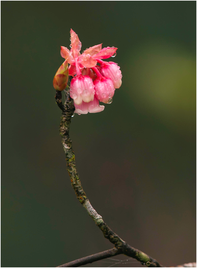 Dao chuong no ro, Ba Na don xuan som-Hinh-2