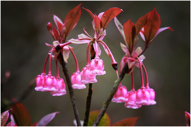 Dao chuong no ro, Ba Na don xuan som
