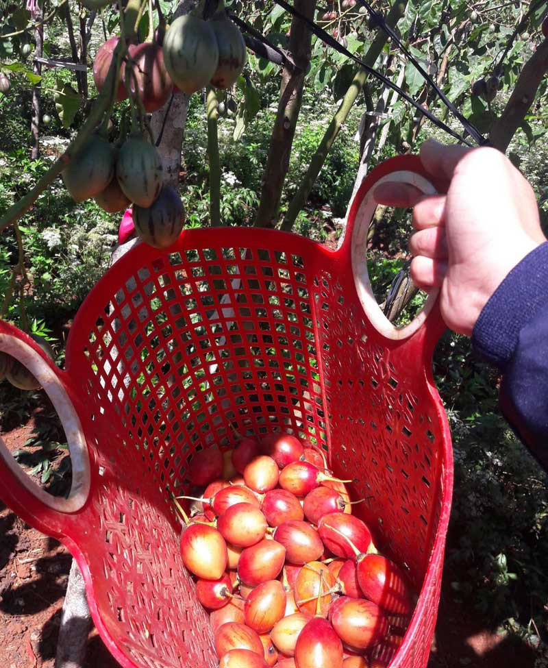 Theo anh Mạnh Khương, do sản lượng thu hoạch được của các nhà vườn chưa nhiều, trong khi nhu cầu khách mua về ăn lại cực cao. Do đó, các khách thường phải "xếp hàng" đặt mua trước vài ba ngày.