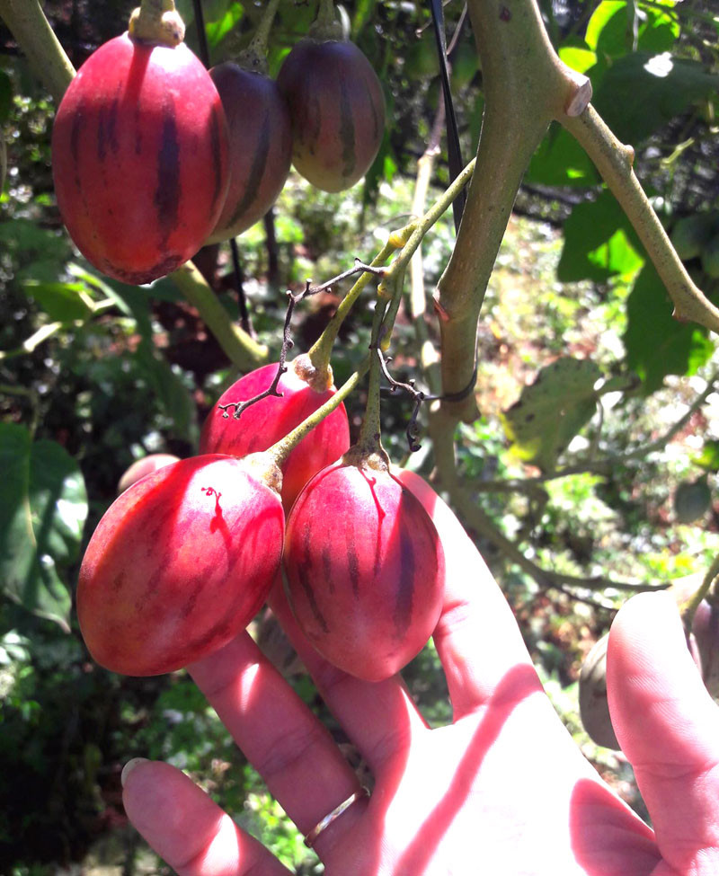 Cây trồng từ 8-12 tháng sẽ đâm hoa kết trái. Năm đầu có thể đạt sản lượng từ 30-40 kg/cây. Cây vào những năm sau sẽ càng to, càng năng suất