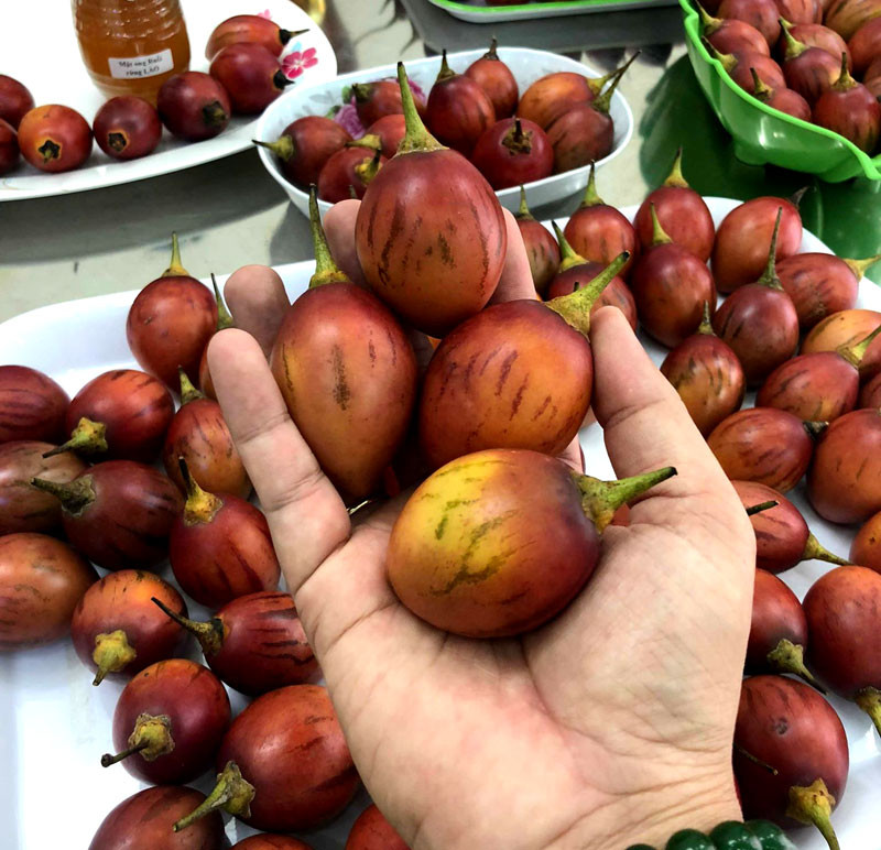 Quả cà chua này thương đối nhỏ, 1kg thường được từ 20-24 quả