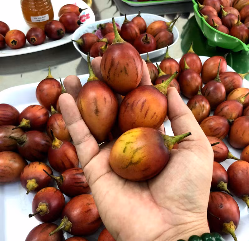 Quả cà chua này thương đối nhỏ, 1kg thường được từ 20-24 quả