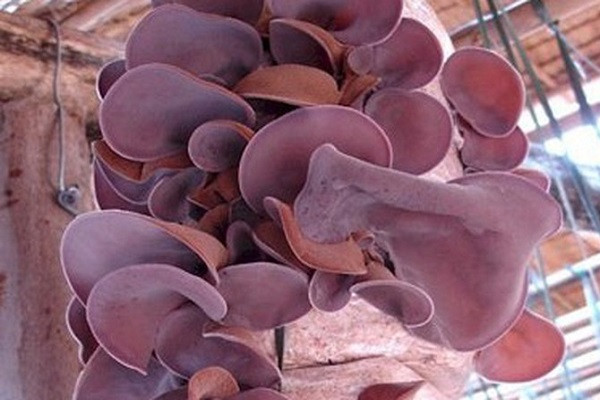 Lý do là trong mộc nhĩ có chứa prebiotic - một loại chất xơ nuôi các vi khuẩn tốt trong ruột, giúp vi khuẩn đường ruột sản xuất chất dinh dưỡng để tăng cường sức khỏe tiêu hóa. Ảnh: caythuocdangian.