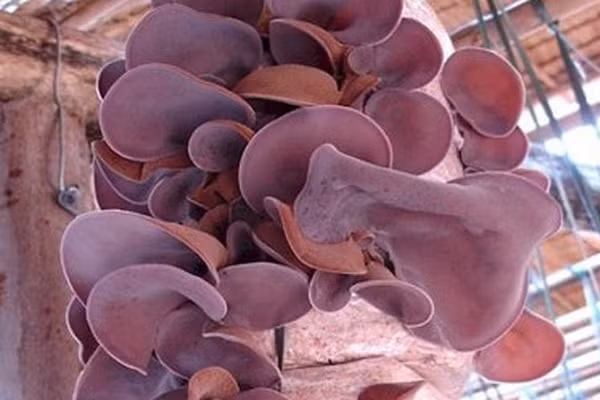 Lý do là trong mộc nhĩ có chứa prebiotic - một loại chất xơ nuôi các vi khuẩn tốt trong ruột, giúp vi khuẩn đường ruột sản xuất chất dinh dưỡng để tăng cường sức khỏe tiêu hóa. Ảnh: caythuocdangian.