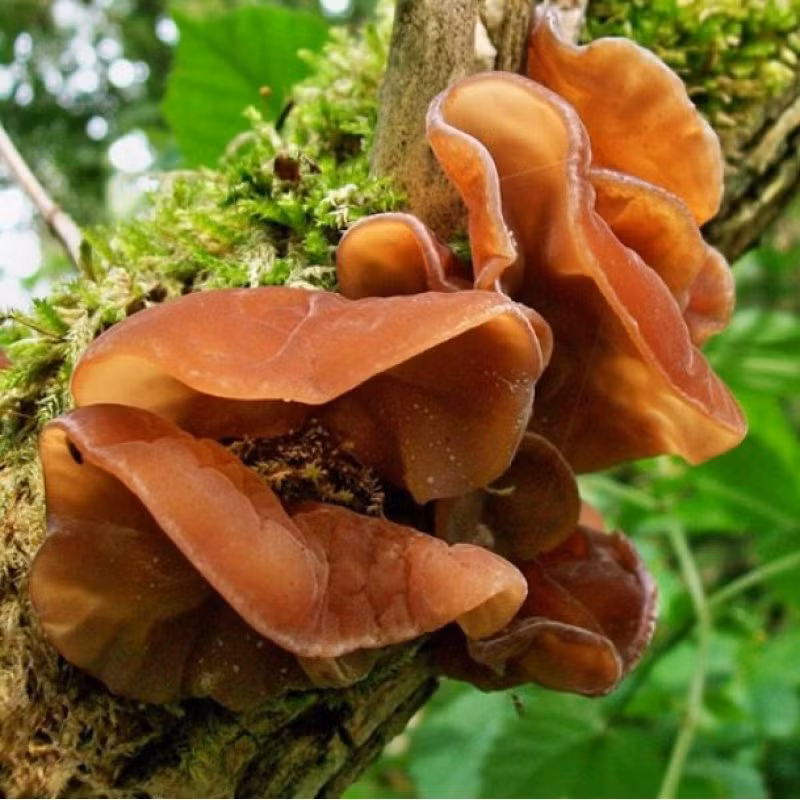 Mộc nhĩ cũng chứa các đặc tính kháng khuẩn có thể giúp xua đuổi một số chủng vi khuẩn nhất định. Ảnh: gluckspilze.