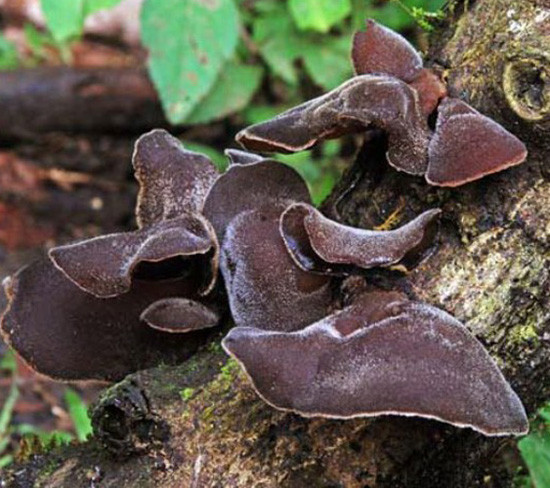 Theo một nghiên cứu khoa học, mộc nhĩ chứa một lượng lớn chất chống oxy hóa mạnh được cho là làm giảm đáng kể cholesterol LDL (có hại) giúp giảm nguy cơ mắc các bệnh tim mạch. Ảnh: cotamfood.