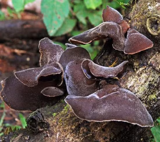 Theo một nghiên cứu khoa học, mộc nhĩ chứa một lượng lớn chất chống oxy hóa mạnh được cho là làm giảm đáng kể cholesterol LDL (có hại) giúp giảm nguy cơ mắc các bệnh tim mạch. Ảnh: cotamfood.