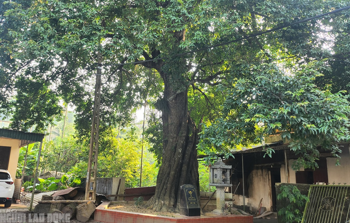 Trao đổi với Báo Người lao động, ông Dương Hoàng Hải - Hạt trưởng Hạt Kiểm lâm huyện Như Xuân (tỉnh Thanh Hóa), cho biết cây thị có tuổi đời khoảng 700 năm tuổi nằm trong khuôn viên trụ sở của hạt ở khu phố 1, thị trấn Yên Cát (huyện Như Xuân) được công nhận là di sản Việt Nam vào năm 2022. (Ảnh: Người lao động).