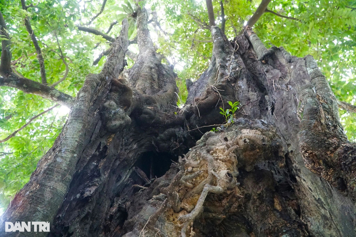Theo người dân địa phương, cây thị này chẳng biết có từ bao giờ, chỉ biết khi họ về đây sinh sống làm nhà, cây thị đã sừng sững, xanh tốt. (Ảnh: Dân Trí).