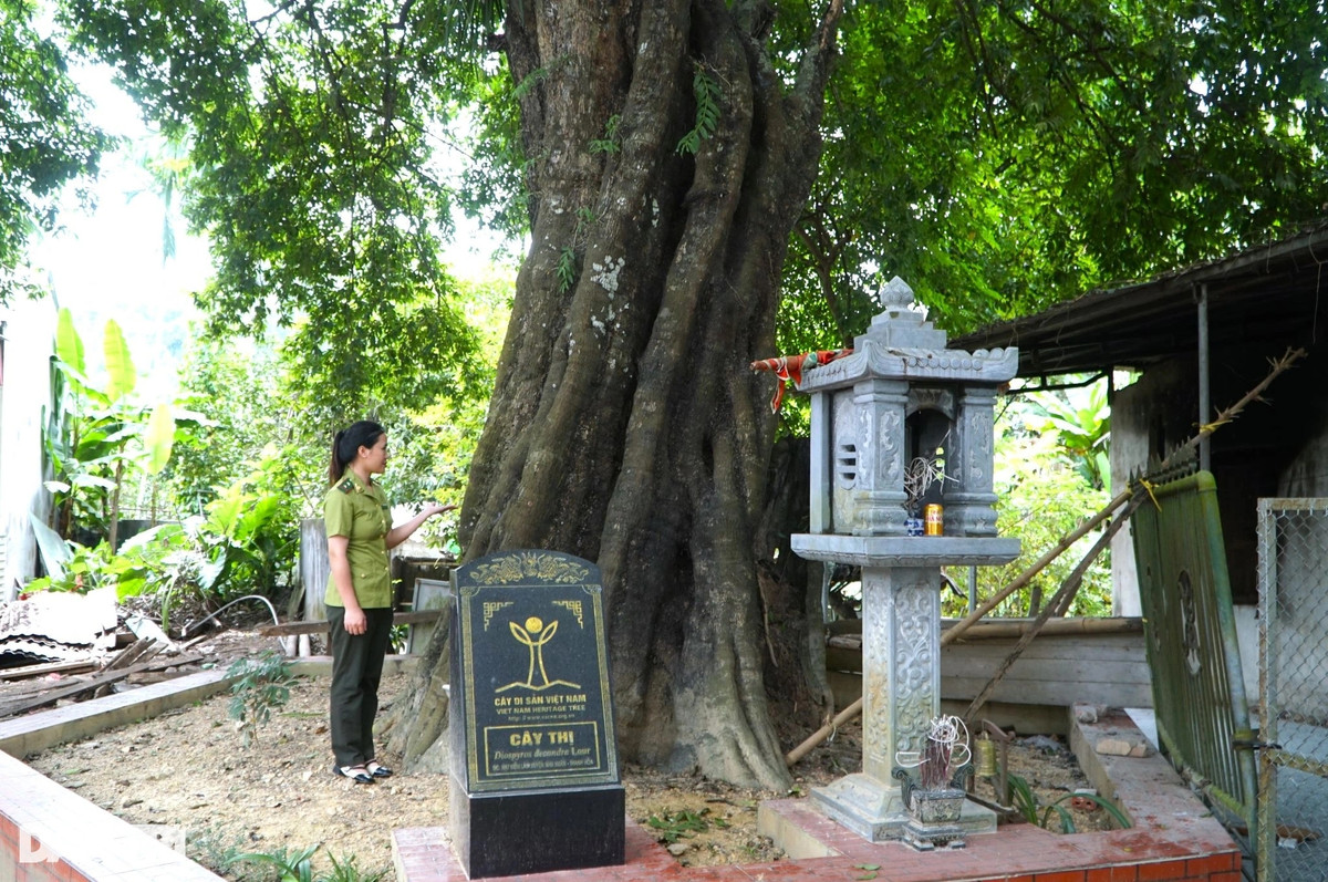 Cây thị này được bảo vệ nghiêm ngặt. (Ảnh: Dân Trí).