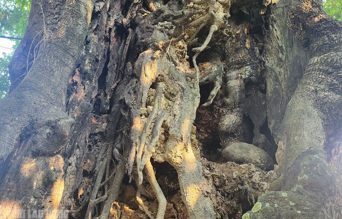 Người dân còn cho hay, cây thị từng bị lâm tặc có ý định chặt phá nên phần thân cây bị tổn thương còn tới tận bây giờ. (Ảnh: Người lao động).