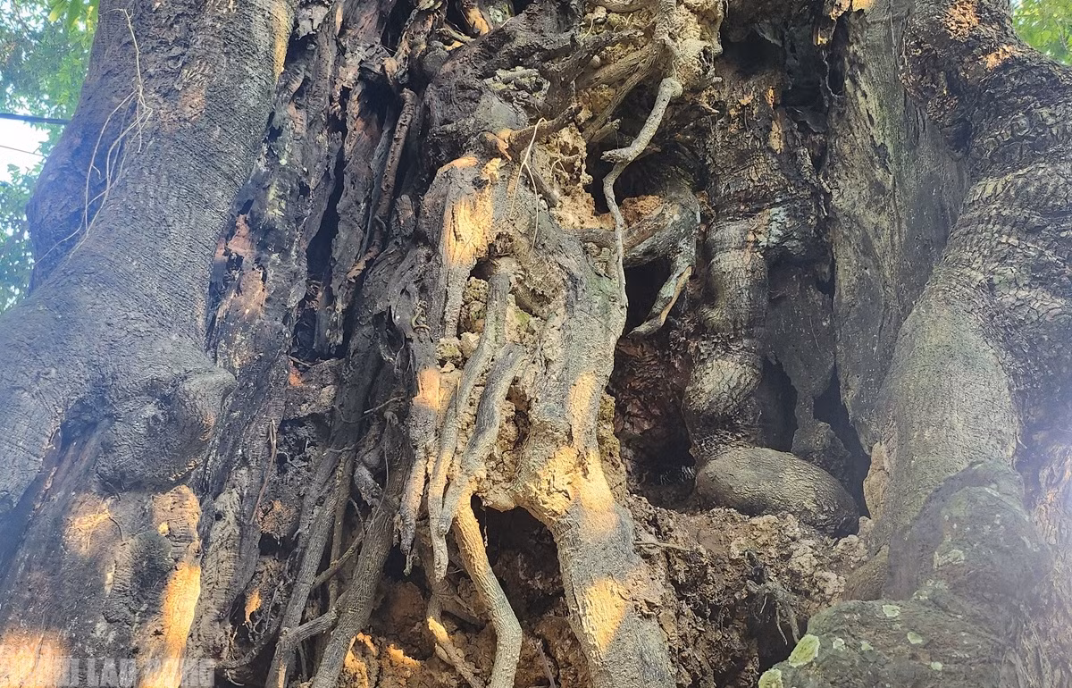 Người dân còn cho hay, cây thị từng bị lâm tặc có ý định chặt phá nên phần thân cây bị tổn thương còn tới tận bây giờ. (Ảnh: Người lao động).