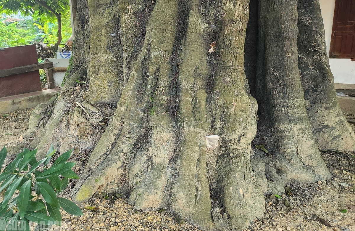 Dù đã hàng trăm năm tuổi, cây thị vẫn khỏe mạnh, sinh trưởng tốt. (Ảnh: Người lao động).