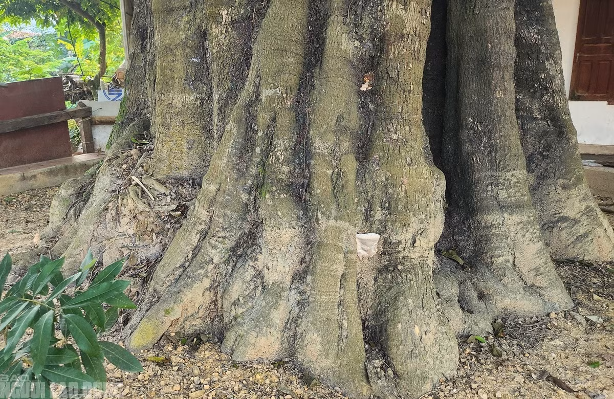 Dù đã hàng trăm năm tuổi, cây thị vẫn khỏe mạnh, sinh trưởng tốt. (Ảnh: Người lao động).