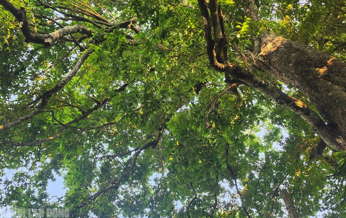 Tán cây xanh tốt bao phủ khuôn viên Hạt Kiểm lâm Như Xuân và nhà dân bên cạnh. (Ảnh: Người lao động).