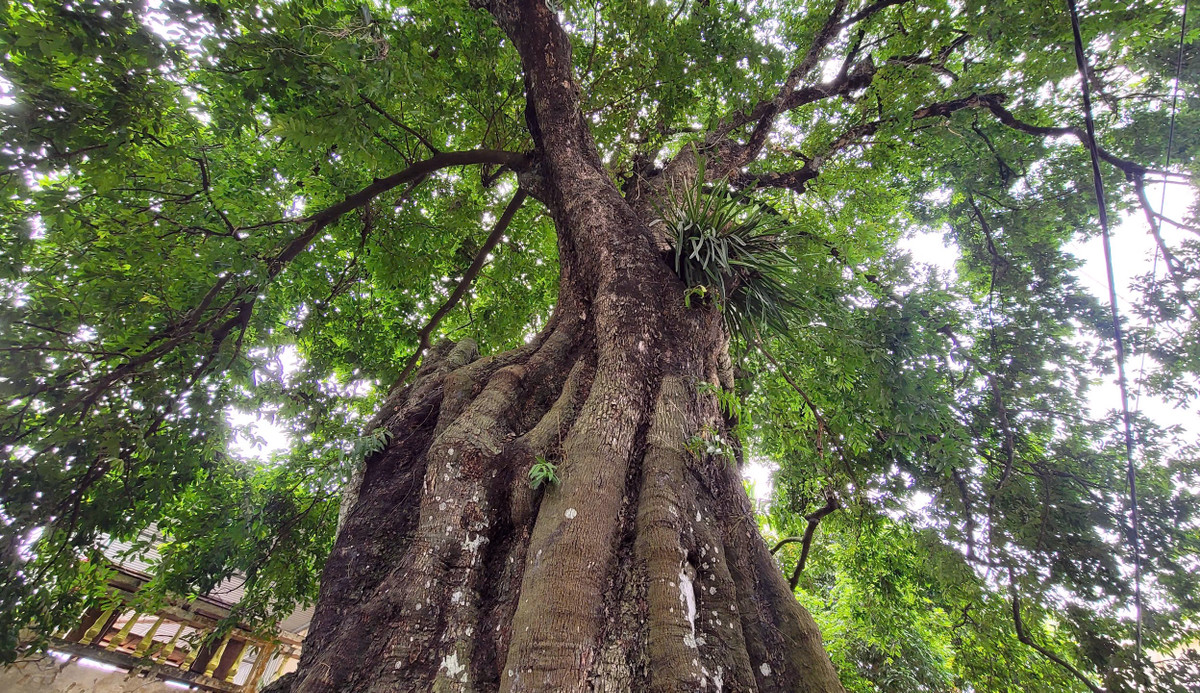 Cây có chu vi gốc cây (vị trí sát mặt đất) là 9,5 m; chu vi gốc cây (vị trí cao 1,3 m) là 6,2 m; đường kính thân cây (tại vị trí 1,3 m) là 2 m; cây có chiều cao khoảng 25 m. (Ảnh: PLO).