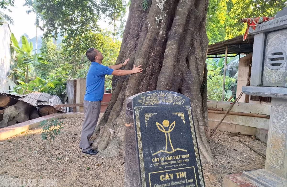 Cây thị cổ thụ là tài sản vô giá và gắn liền với những giá trị về mặt văn hoá, tinh thần của bà con dân tộc Mường, Thái ở vùng đất Như Xuân. (Ảnh: Người lao động).