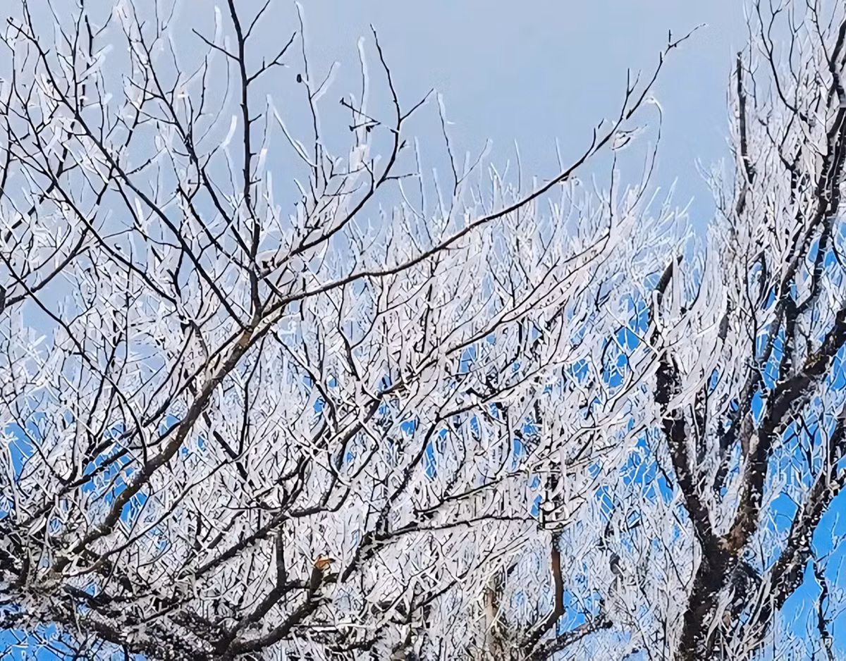 Đến sáng sớm nay (12/1), tại đỉnh Phja Oắc (Cao Bằng) cao 1.931m, đỉnh Lảo Thẩn (Lào Cai) cao 2.826m, nhiệt độ xuống thấp dưới 0 độ C, kèm theo độ ẩm cao, sương muối và mưa phùn nhẹ. Điều này làm cho các ngọn cây, mặt đất và đá trên khu vực bị phủ đầy một lớp băng tuyết mỏng, tạo nên cảnh tượng tuyệt đẹp. Băng giá bao phủ trắng xóa các cành cây đẹp mắt. Ảnh: XĐ