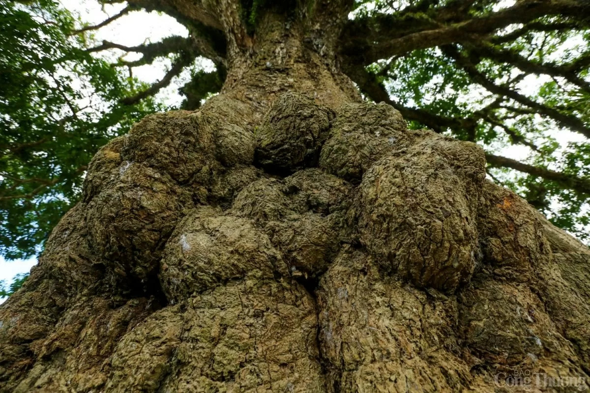 Trường tồn cùng thời gian, thân cây trở nên xù xì. (Ảnh: Công Thương).