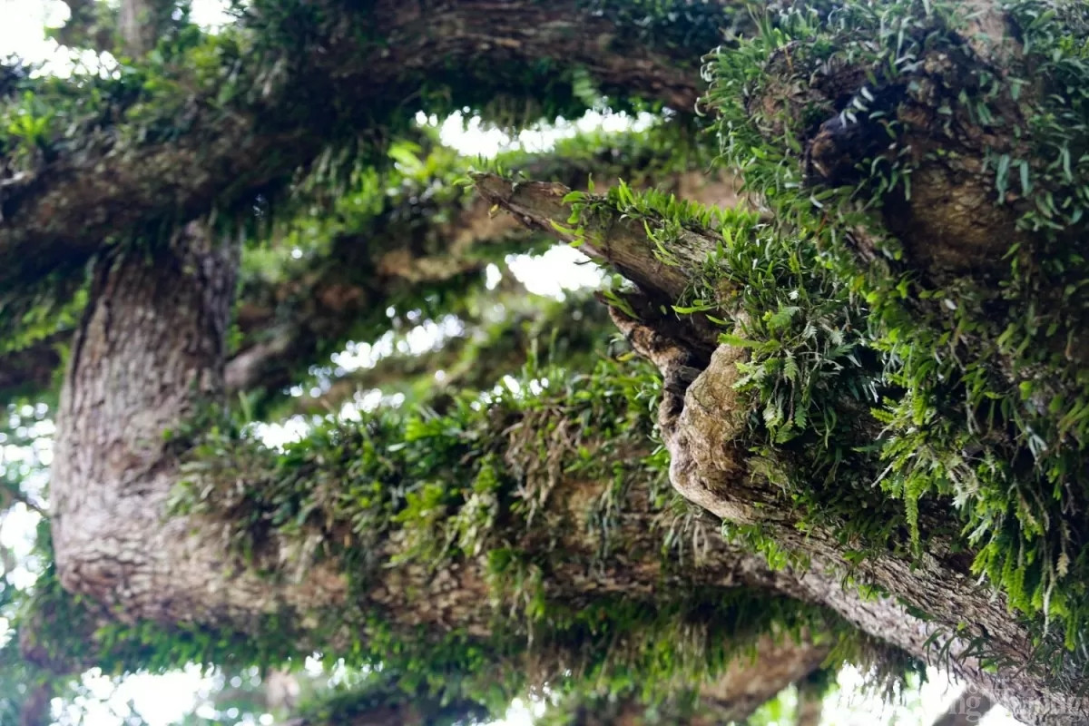 Khi thời tiết sắp mưa thì cây thường xuyên gãy những cành khô mục. (Ảnh: Báo Công Thương).