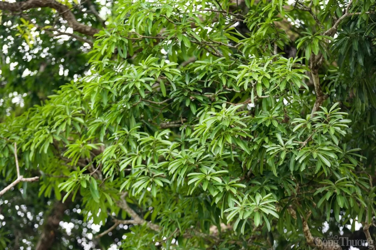 Cây trôi có thể dự báo mùa màng bội thu thông qua việc ra lộc lá mỗi năm. (Ảnh: Báo Công Thương).