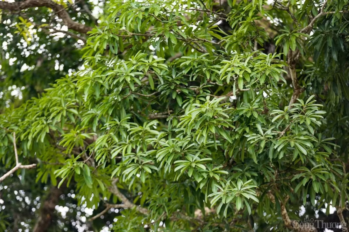 Cây trôi có thể dự báo mùa màng bội thu thông qua việc ra lộc lá mỗi năm. (Ảnh: Báo Công Thương).