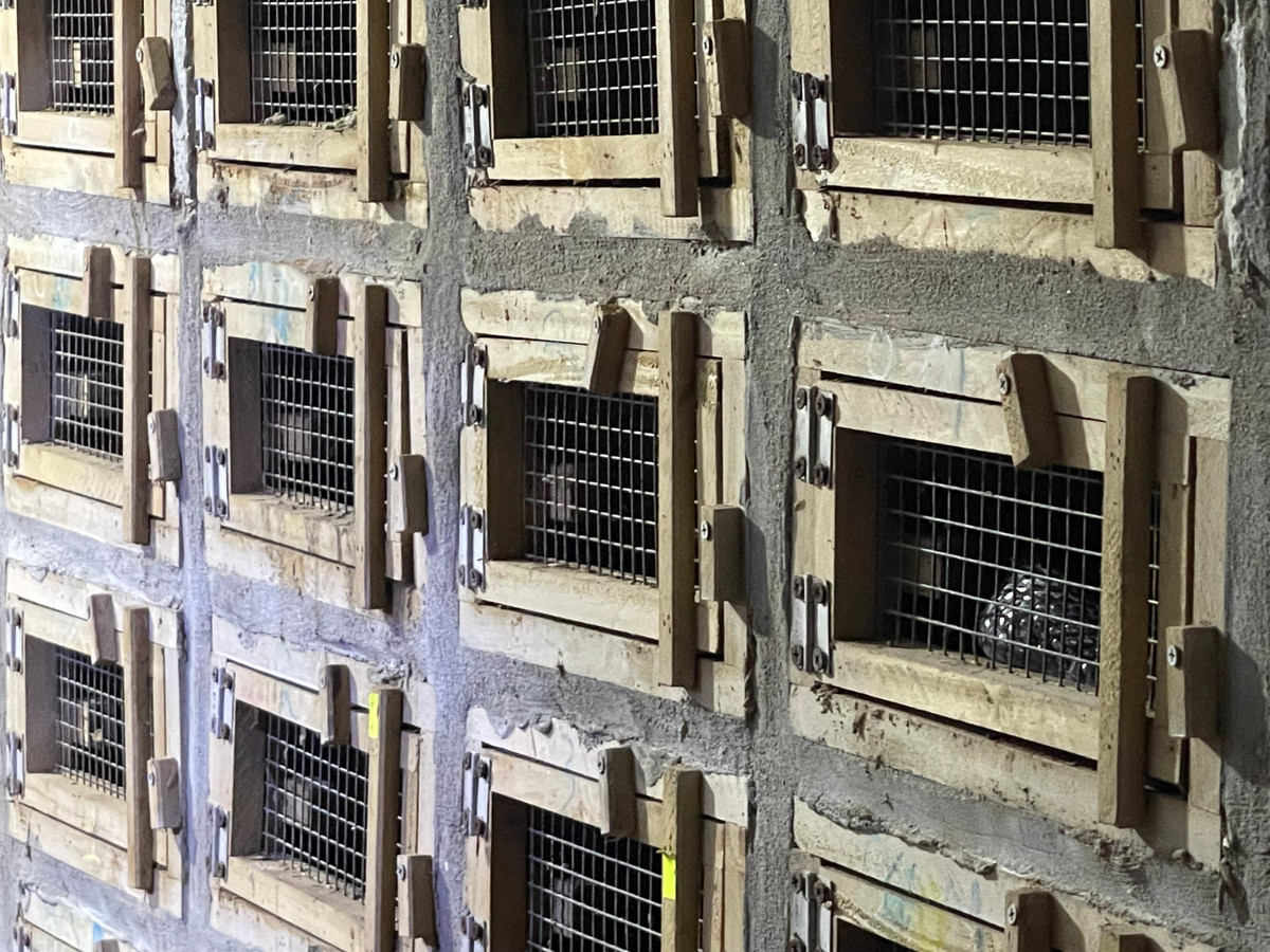 Chuồng nuôi rắn được bố trí theo tỷ lệ trung bình 1 rắn đực 2 rắn cái. Rắn đực khi trưởng thành sẽ được sử dụng để phối giống. Khoảng 2-4 năm sẽ thay thế một lứa đực khác.