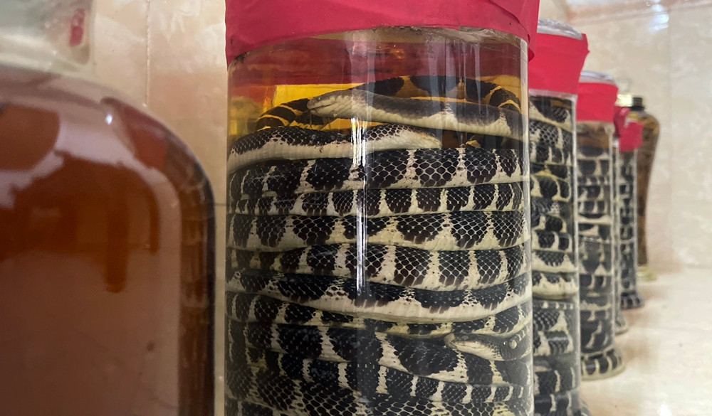 Rắn được chế biến ngâm rượu làm thuốc.