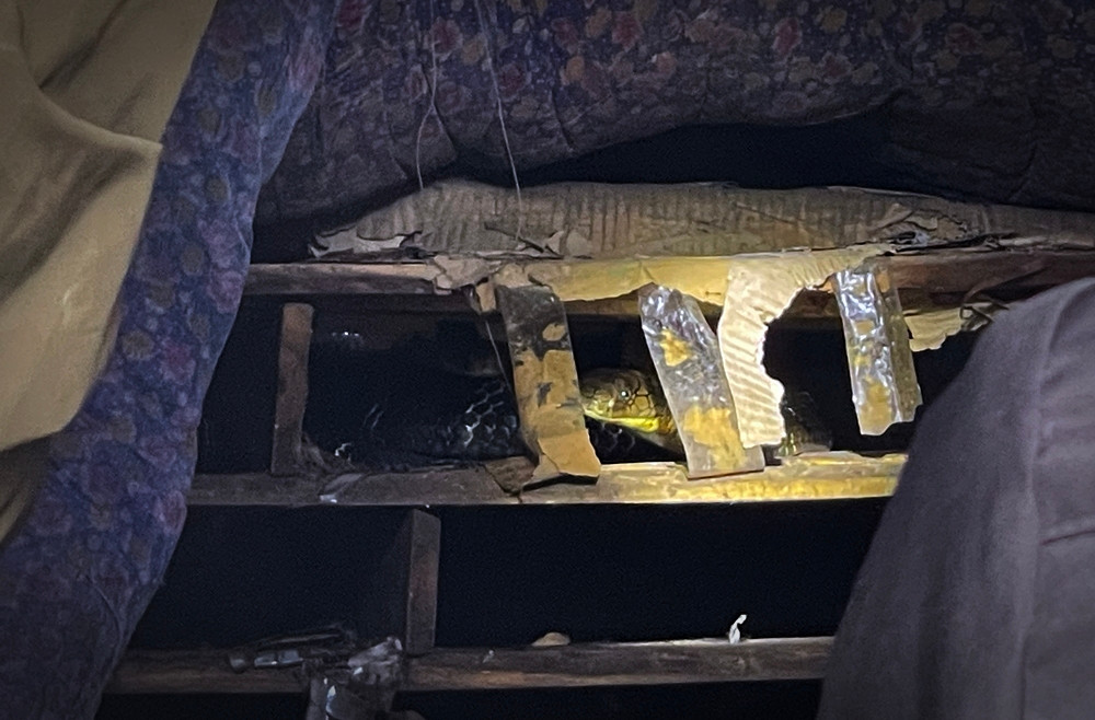 Một con rắn phải mất 2 năm mới có thể lấy thịt, đối với rắn lấy trứng có thể phải nuôi trong vòng 5 - 7 năm nếu cho năng suất trứng tốt.