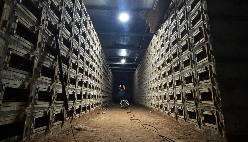 Trang trại nuôi rắn của gia đình chị Nguyễn Thị Hòa (SN 1979, thôn 4 Vĩnh Sơn, thị trấn Thổ Tang, huyện Vĩnh Tường, Vĩnh Phúc) có 3 phân khu chuồng nuôi, với số lượng khoảng 3.000 con rắn hổ mang bành.