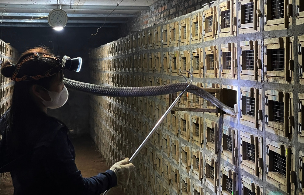 Số lượng rắn nhiều, gia đình chị Hòa phải thuê người chăn nuôi chúng. Công việc nuôi rắn không quá khó, nhưng đòi hỏi phải có kinh nghiệm. Thức ăn của rắn gồm vịt con, gà, chim, cóc. Thời điểm này, rắn đang ngủ đông nên người chăn nuôi không cho chúng ăn, hoặc ăn ít.