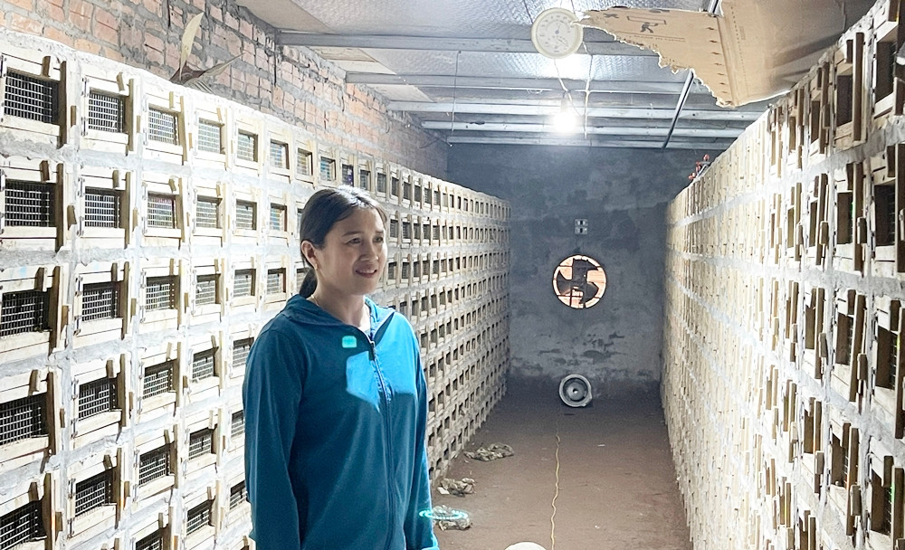 Với số lượng rắn lên đến hàng nghìn con, gia đình chị Hòa đánh dấu từng ô chuồng để theo dõi. Chuồng trại chăn nuôi rắn không tốn quá nhiều diện tích, hộp nuôi rắn chỉ cần hầm hình hộp hoặc đựng ốp bằng mấy hàng gạch cao khoảng 30 - 60cm.